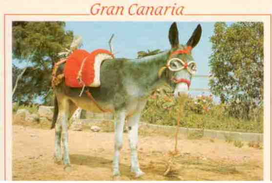 Donkey (Canary Islands)