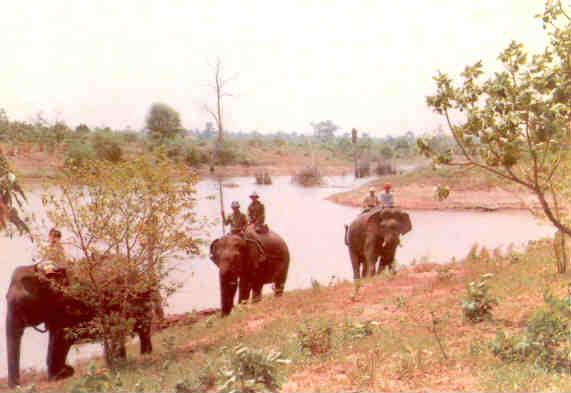 Elephants (Viet Nam)