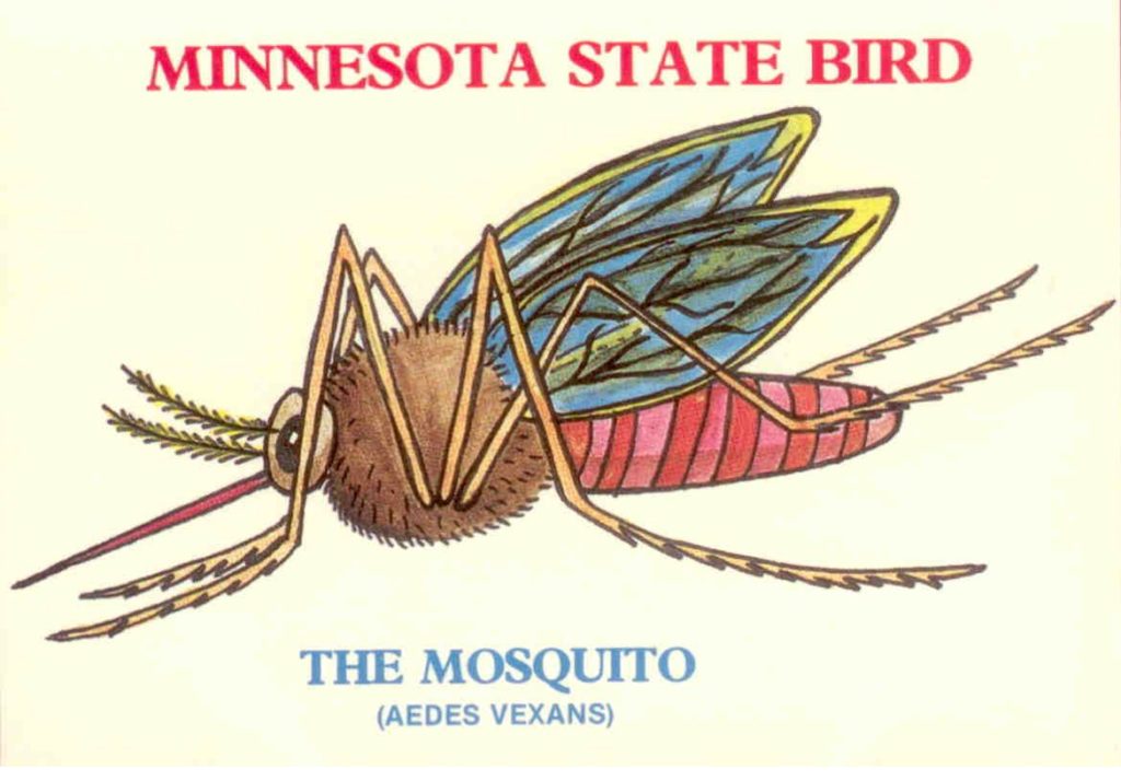 Minnesota State Bird