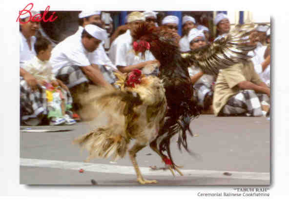 Cockfighting (Bali)
