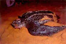 Leatherback turtle (Malaysia)