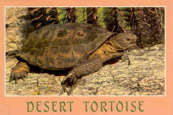 Desert Tortoise (Gopherus agassizi)