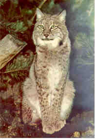 Lynx (Malaysia)