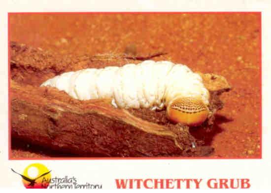 Witchetty Grub (Australia)