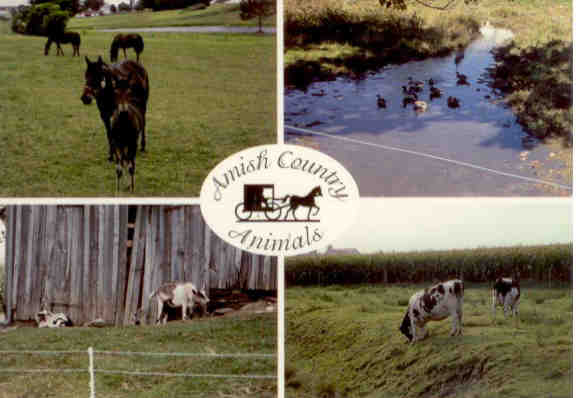 Amish Country Animals