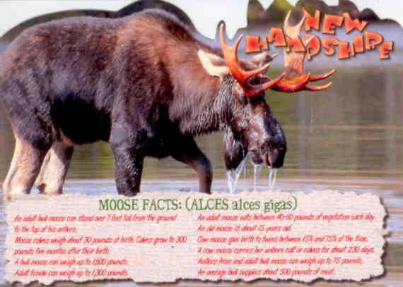 Bull Moose (New Hampshire)