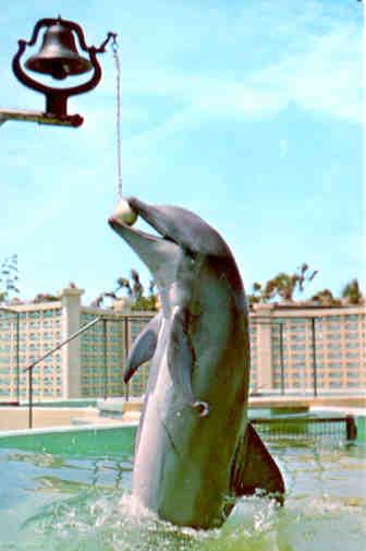 Porpoise rings bell (Marineland of Florida)