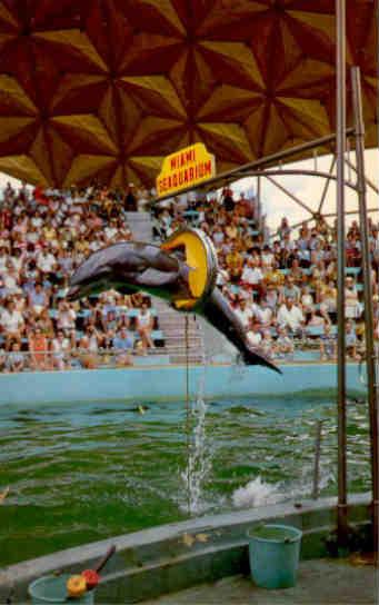 Corky the porpoise, Miami Seaquarium (Florida)