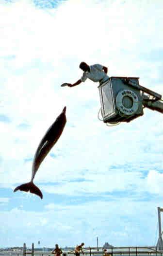 Leaping porpoise (Florida)