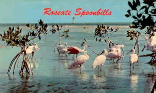 Roseate Spoonbills (Florida Everglades)
