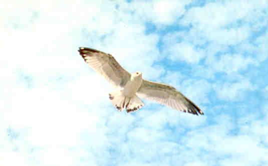 Sea-gull in flight (USA)