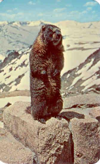 Marmot (USA)
