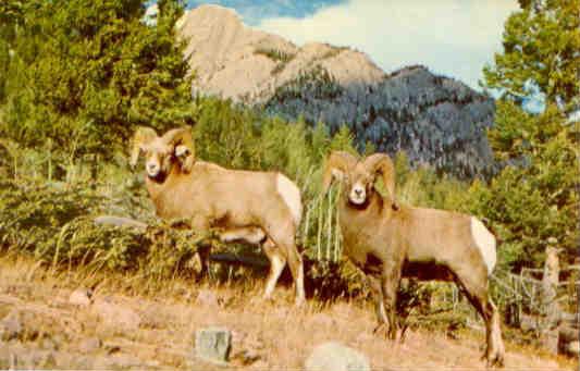 Rocky Mountain Sheep (USA)