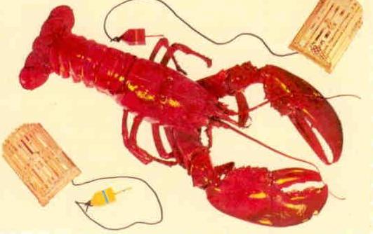 A Luscious Lobster