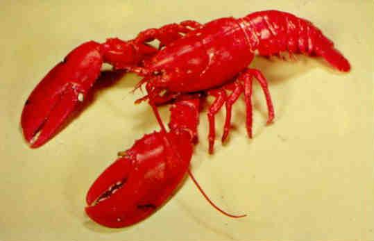 Atlantic Coast lobster