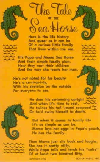 The Tale of the Sea Horse