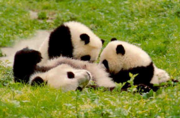 Breast-feeding pandas (PR China)