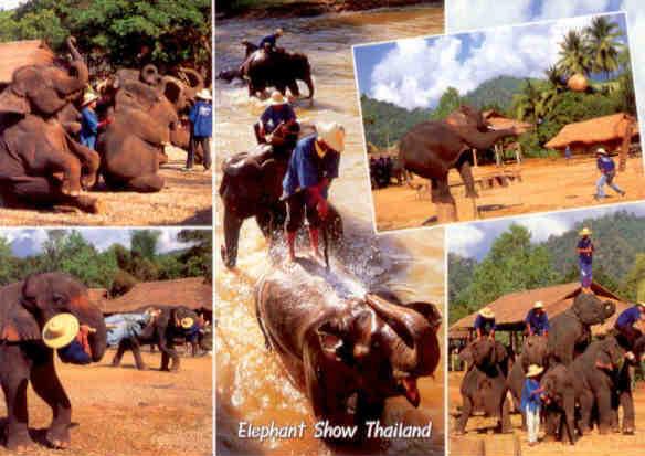 Elephant show (Thailand)