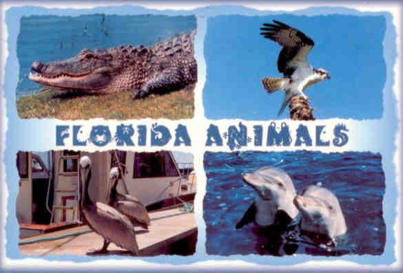 Florida animals