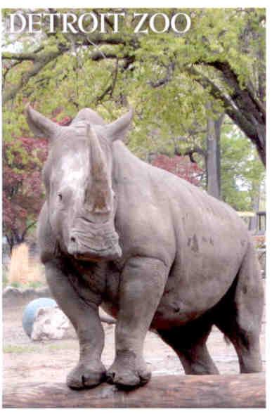 Southern White Rhinocerous, Detroit Zoo (USA)