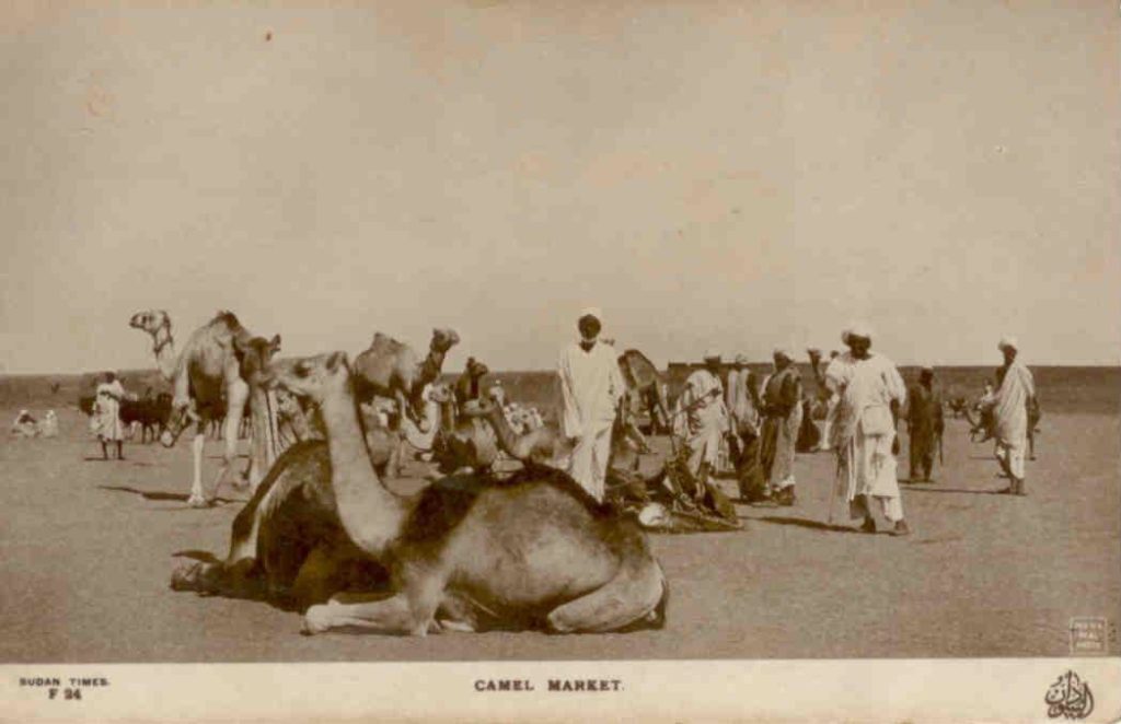Camel Market (Sudan)