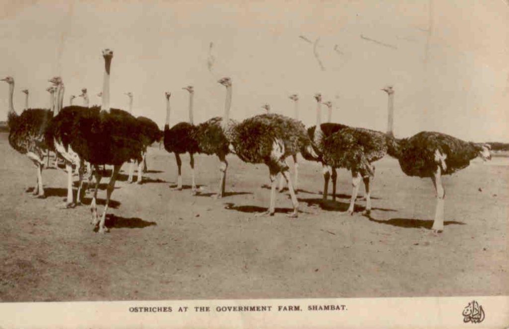 Ostriches at the Government Farm, Shambat (Sudan)