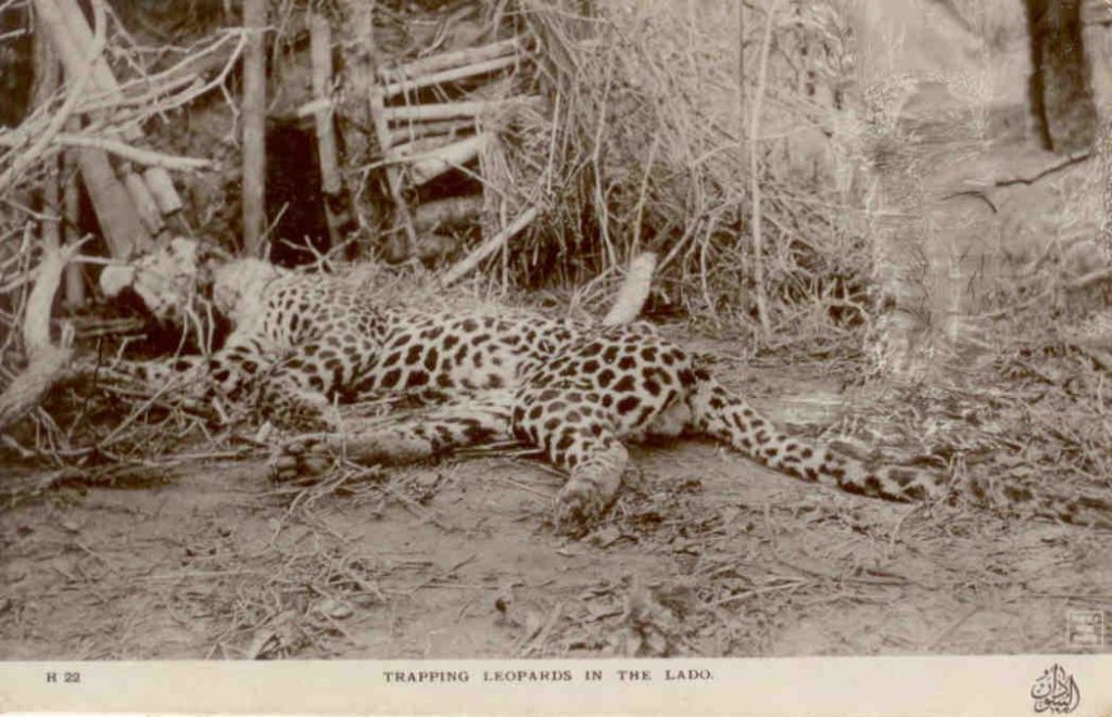 Trapping leopards in The Lado (Sudan)