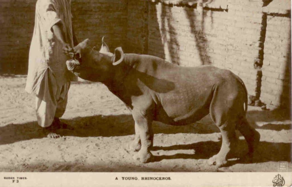 A young rhinoceros (Sudan)