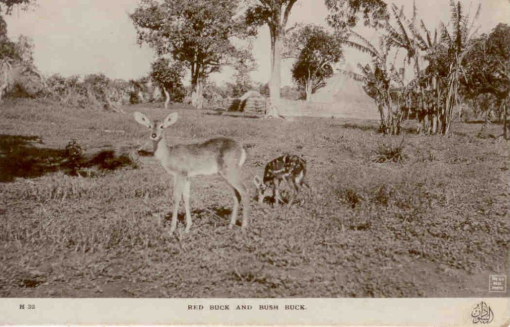 Red buck and bush buck (Sudan)
