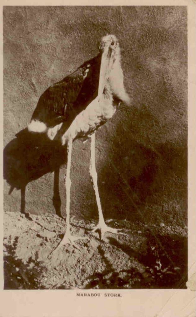 Marabou stork (Sudan)