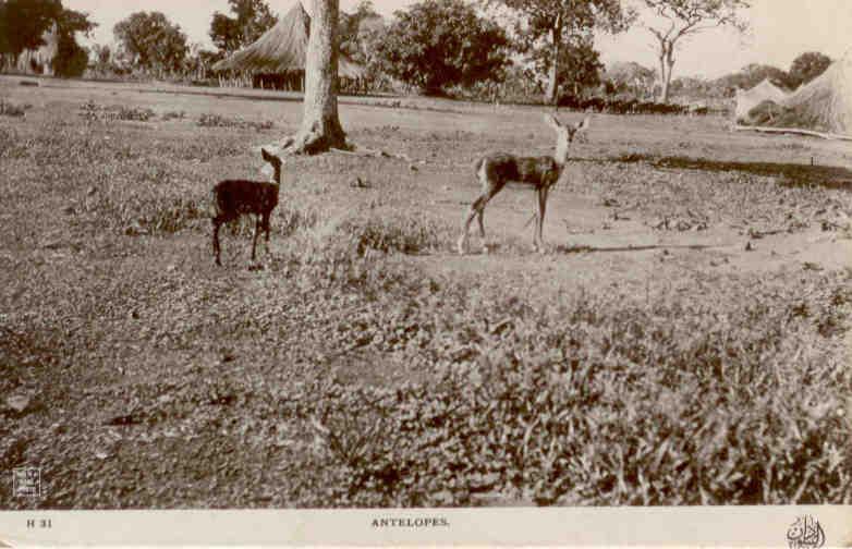 Antelopes (Sudan)