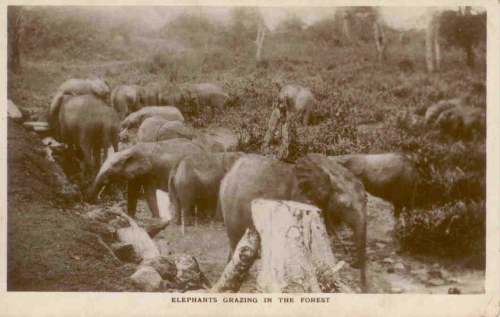 Elephants grazing (Sudan)