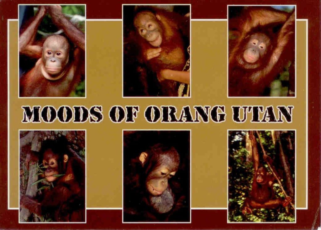 Moods of Orang Utan