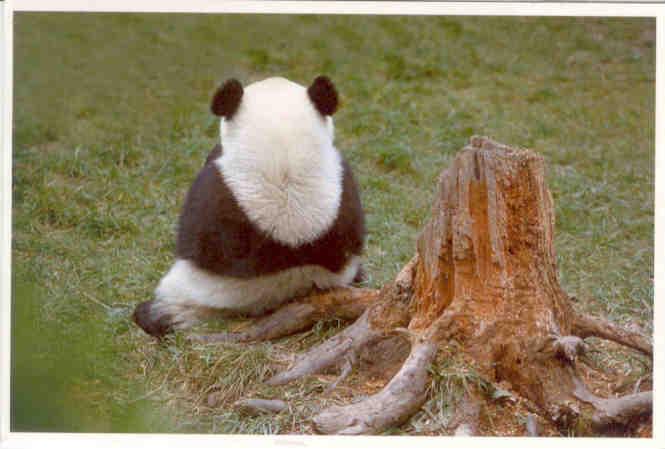 Panda (PR China)