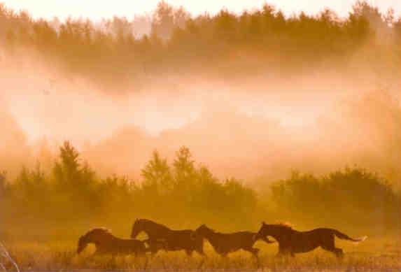 Horses (Russia)
