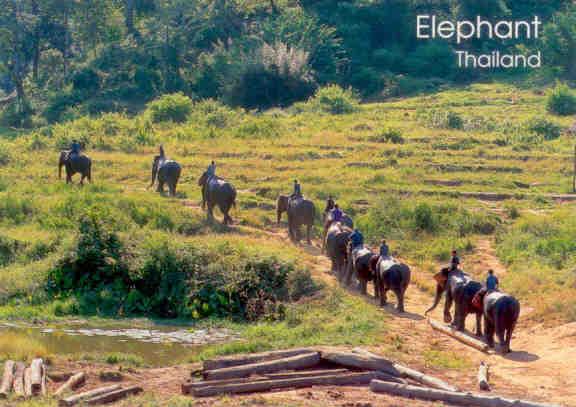 Elephant (Thailand)