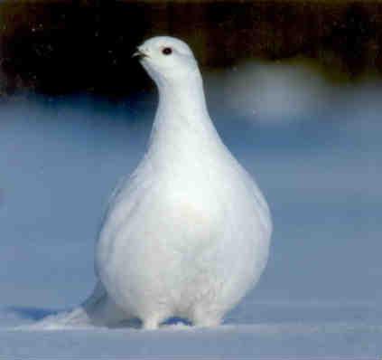 Willow Grouse (Riekko) (Finland)