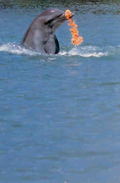 Performing dolphin at Kahala Hilton, Honolulu