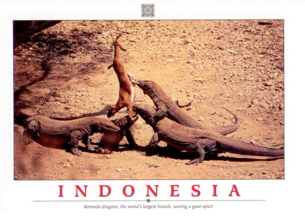 Komodo dragons (Indonesia)