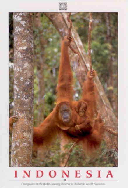 Orangutan (Indonesia)