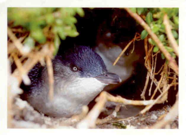 Fairy penguin (Australia)