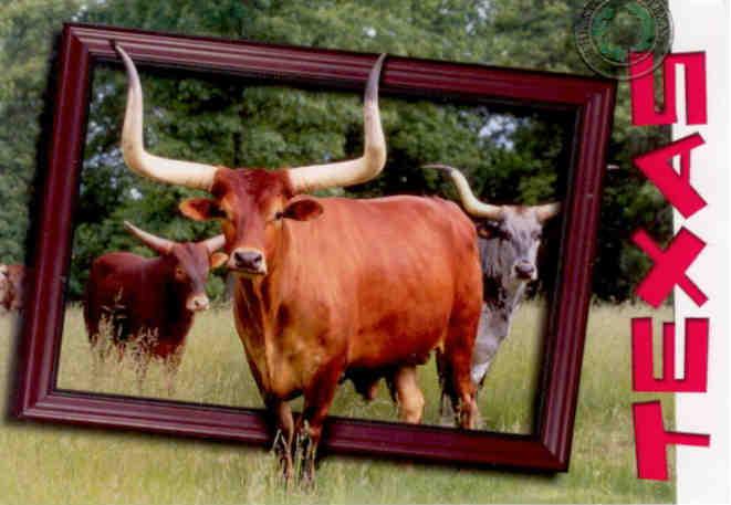 Texas Longhorn