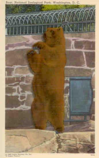 European Brown Bear (Washington, DC)