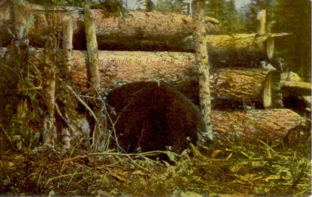 Bear Caught in Deadfall, Johnson