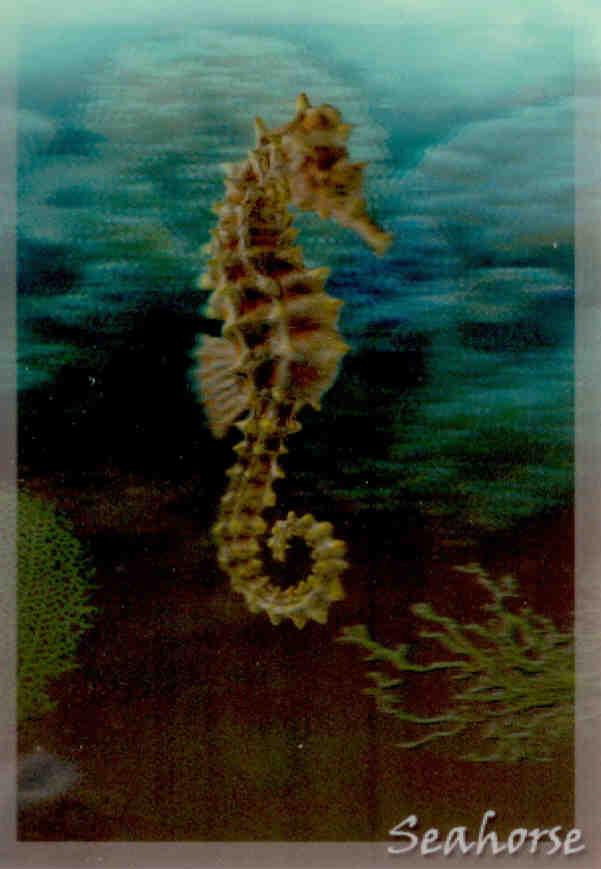 Seahorse (3D)