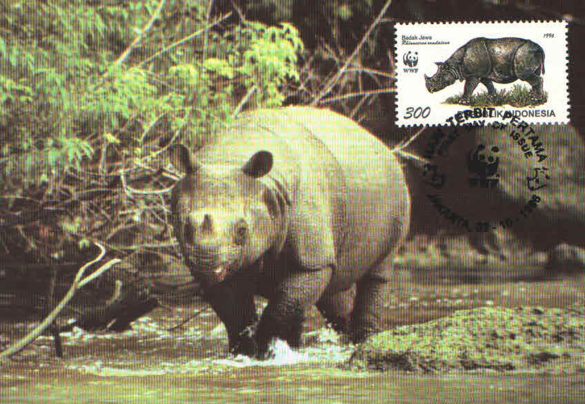 Javan Rhinoceros (Maximum Card) (Indonesia)