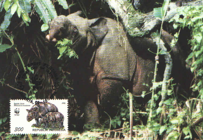 Javan Rhinoceros eating leaves (Maximum Card) (Indonesia)