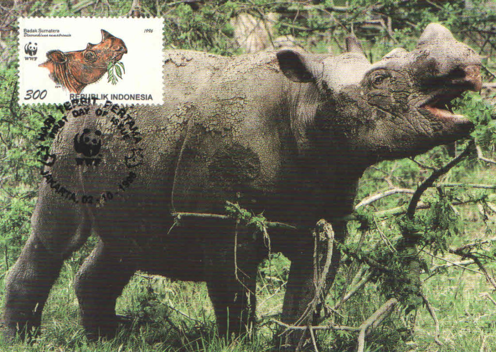 Sumatran Rhino, facing right (Maximum Card) (Indonesia)