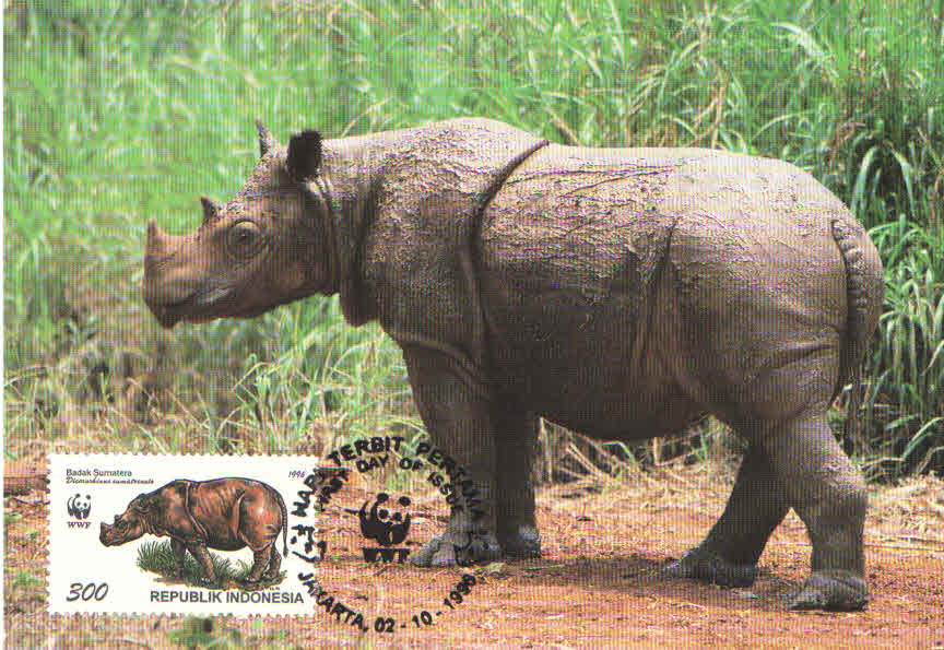 Sumatran Rhino, facing left (Maximum Card) (Indonesia)
