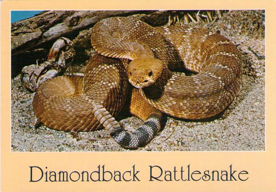 Diamondback Rattlesnake (USA)